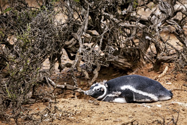A penguin lies camouflaged under thick branches in the undergrowth, The Magellanic Penguin (Spheniscus magellanicus) from Punta Tombo in Argentina