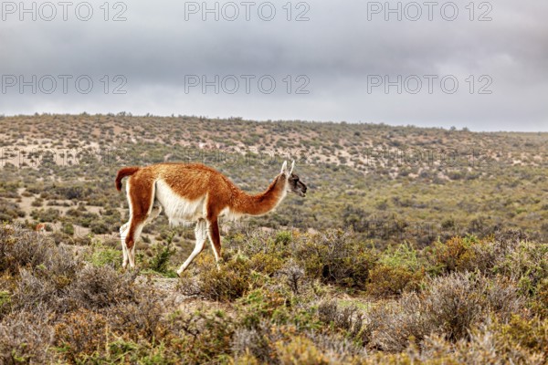 A guanaco runs through a dry, vegetated landscape under a cloudy sky, wild guanaco (Llama guanicoe) on the Valdes Peninsula in Argentina