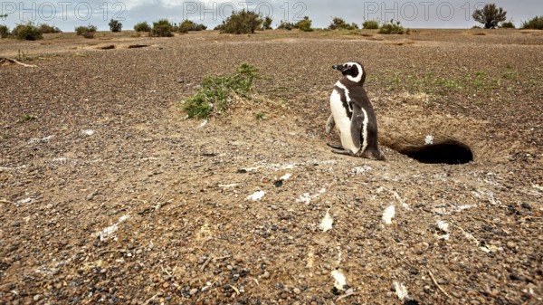 A penguin stands in front of a hole on a vast rocky area, The Magellanic Penguin (Spheniscus magellanicus) from Punta Tombo in Argentina