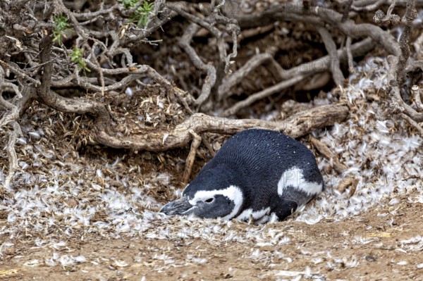 A penguin is relaxing in a bed of feathers under branches, The Magellanic Penguin (Spheniscus magellanicus) from Punta Tombo in Argentina