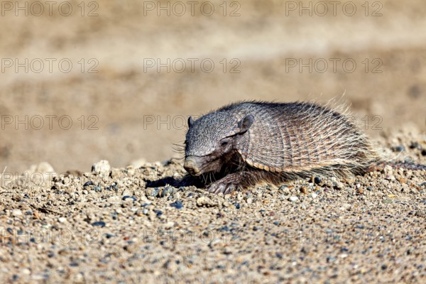 An armadillo lies on sandy soil in a desert environment, the brown bristle armadillo (Chaetophractus villosus) of the Valdes Peninsula in Argentina