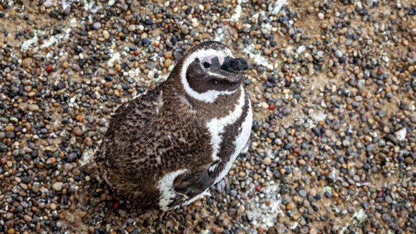 A penguin sitting on a pebble surface, photographed from above, The Magellanic penguin (Spheniscus magellanicus) from Punta Tombo in Argentina