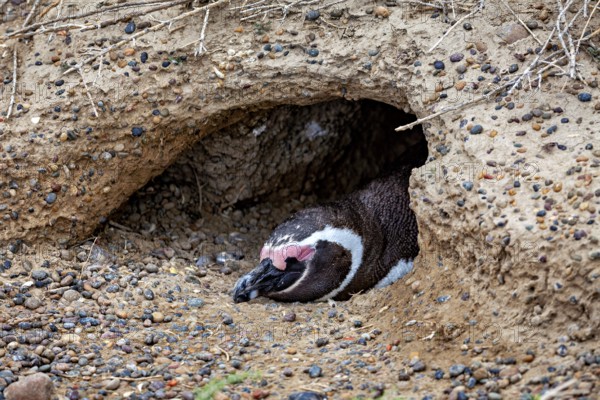A penguin lies hidden in the ground in a small cave, The Magellanic Penguin (Spheniscus magellanicus) from Punta Tombo in Argentina