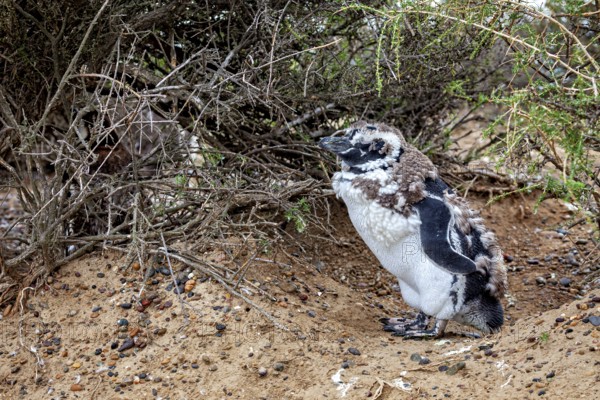 A penguin with its chick under bushes on the beach, The Magellanic Penguin (Spheniscus magellanicus) from Punta Tombo in Argentina