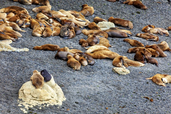 Different sea lions scattered in small groups on a rocky beach, The maned seals (Otaria flavescens) on Peninsula Valdes beach in Argentina