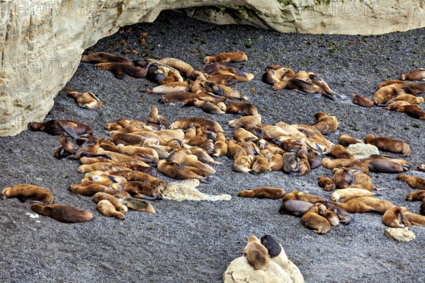 Large group of sea lions relaxing near a rocky cave, the maned seals (Otaria flavescens) on Peninsula Valdes beach in Argentina