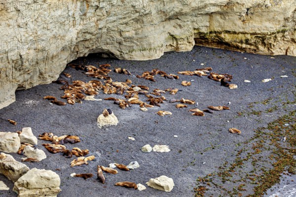 Sea lions on a secluded rocky beach under overhanging rocks, The maned seals (Otaria flavescens) on Peninsula Valdes beach in Argentina