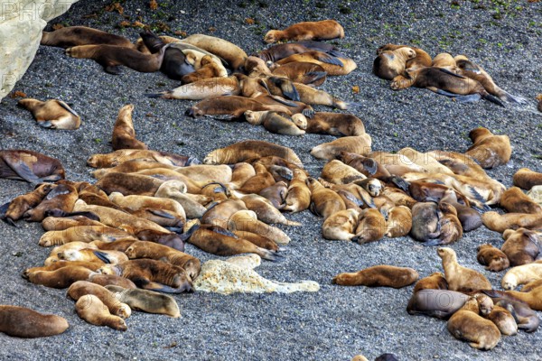Different sea lions lie close together on a sandy ground, the maned seals (Otaria flavescens) on the beach of Peninsula Valdes in Argentina