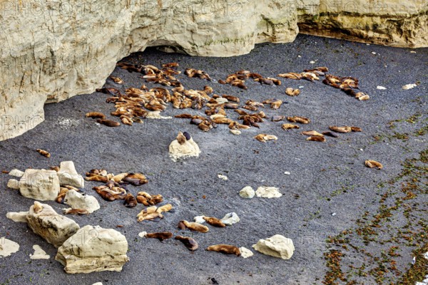 A large colony of sea lions is resting on a rocky beach, the maned seals (Otaria flavescens) on Peninsula Valdes beach in Argentina