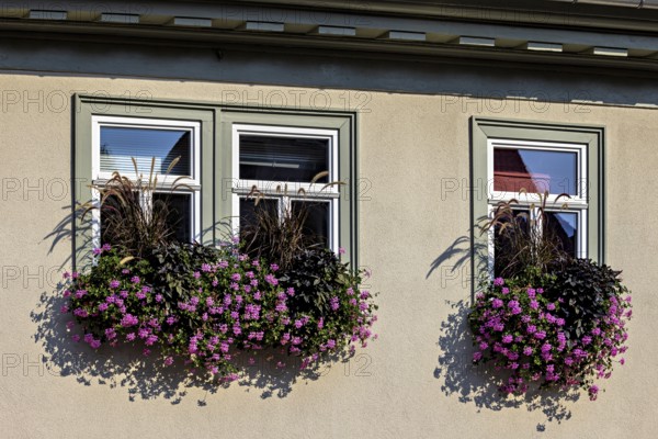 Two windows with ornate flower boxes full of pink flowers and green foliage on a bright building in sunlight, windows with flowers on a house facade