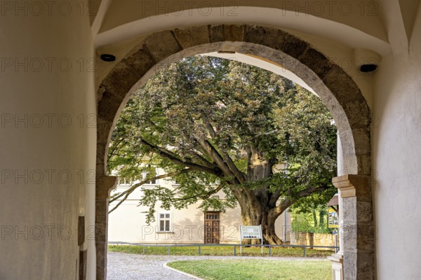 View through an archway of a tree in a well-kept courtyard, gateway to the district office in the old town of Arnstadt in Thuringia