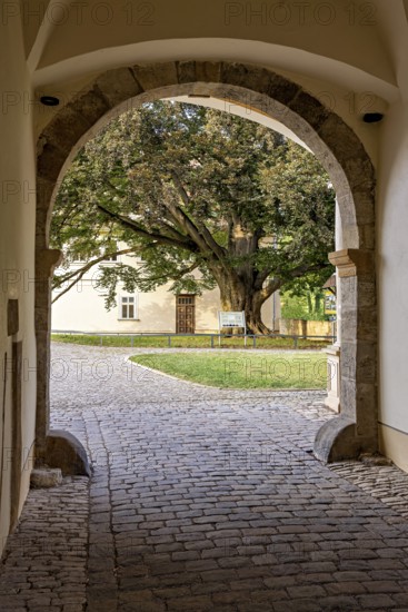 View through an archway of a large tree and a paved courtyard, gateway to the district office in the old town of Arnstadt in Thuringia
