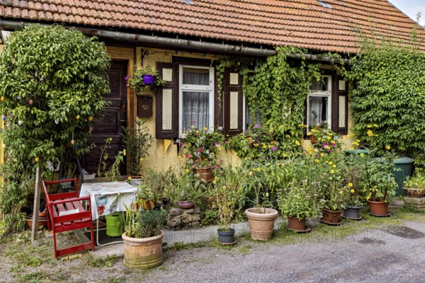 A rustic house with a lush garden in front of the door and a cozy wooden chair, old house with front garden in the old town of Arnstadt in Thuringia
