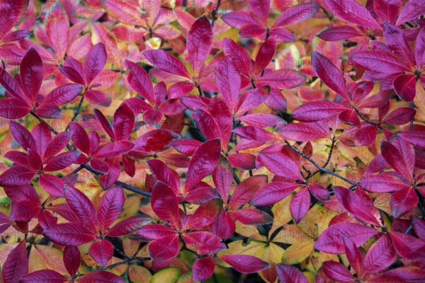 Azalea (Azalea), red colored autumn leaves, autumn colors, Baden-Württemberg, Germany