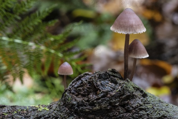 Large blood helmet (Mycena haematopus), Emsland, Lower Saxony, Germany