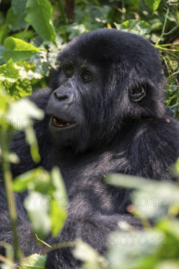 Mountain gorilla (Gorilla berengei berengei), Bwindi Impenetrable National Park, Uganda