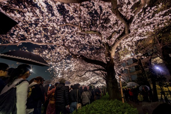 People walking under blooming illuminated cherry trees at night, Japanese cherry blossoms in spring, Hanami Festival, Chidorigafuchi Green Way, Tokyo, Japan
