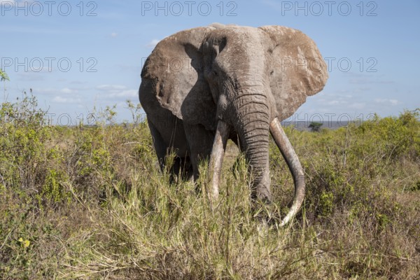 African elephant (Loxodonta africana) eats leaves, the famous Super Tusker elephant Craig, old male with long tusks, Kajiado County, Kenya
