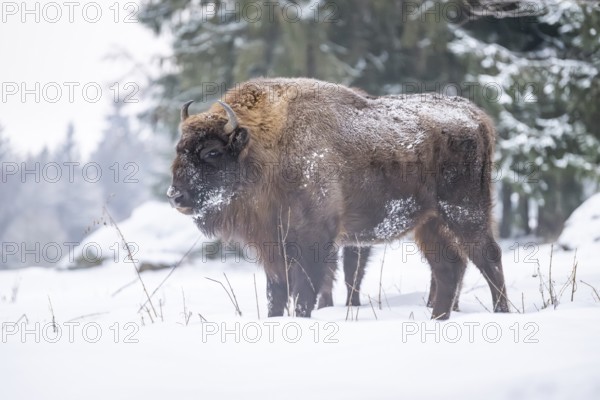 European bison (Bison bonasus) or Wisent standing on a meadow next to the forest in winter, snow, Bavaria, Germany