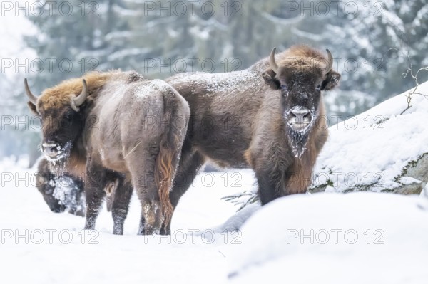 European bison (Bison bonasus) or Wisent standing on a meadow next to the forest in winter, snow, Bavaria, Germany
