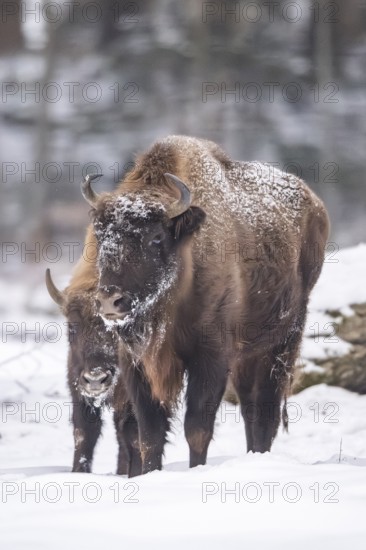 European bison (Bison bonasus) or Wisent standing on a meadow next to the forest in winter, snow, Bavaria, Germany