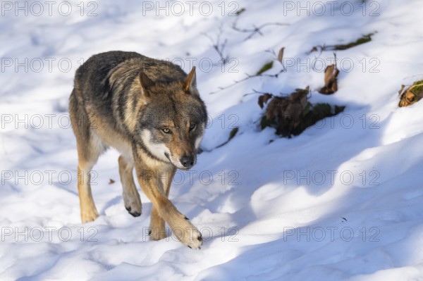 European gray wolf (Canis lupus lupus) walking in a forest in winter, snow, Bavaria, Germany