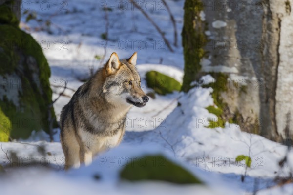 European gray wolf (Canis lupus lupus) standing in a forest in winter, snow, Bavaria, Germany