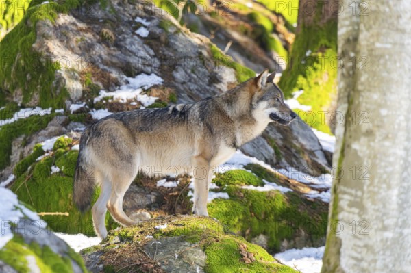 European gray wolf (Canis lupus lupus) standing in a forest in winter, snow, Bavaria, Germany