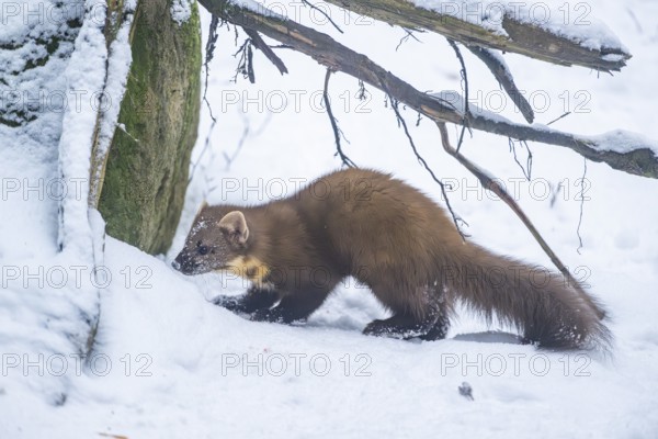 European pine marten (Martes martes) standing in the snow in winter, National Park Bavarian Forest, Bavaria, Germany