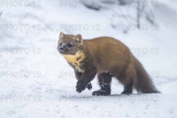European pine marten (Martes martes) running in the snow in winter, National Park Bavarian Forest, Bavaria, Germany