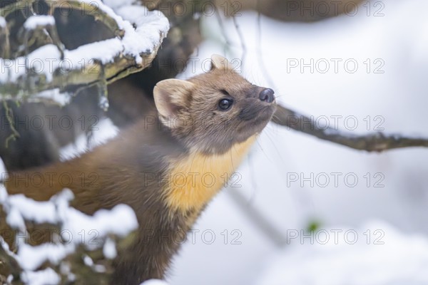 European pine marten (Martes martes) standing in the snow in winter, National Park Bavarian Forest, Bavaria, Germany
