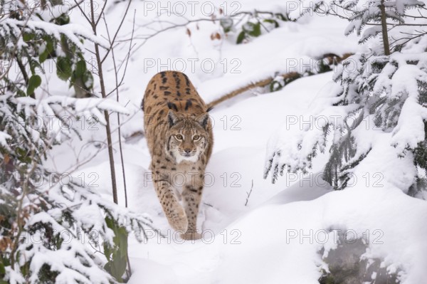 Eurasian lynx (Lynx lynx) walking in a forest in winter, snow, Bavaria, Germany