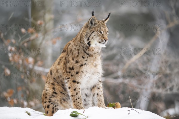 Eurasian lynx (Lynx lynx) sitting in a forest in winter, snow, Bavaria, Germany