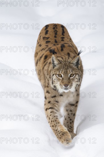 Eurasian lynx (Lynx lynx) walking in a forest in winter, snow, Bavaria, Germany