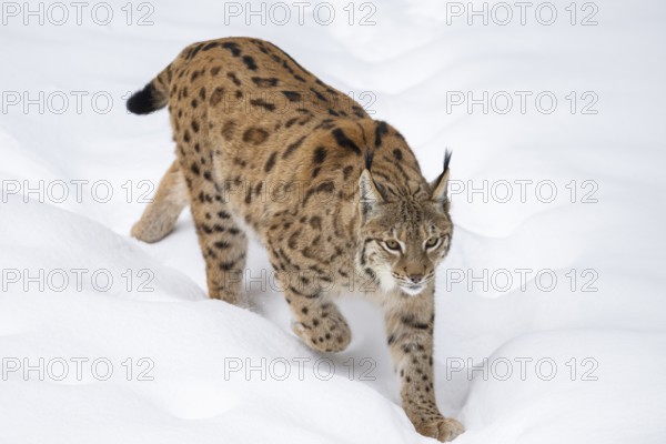 Eurasian lynx (Lynx lynx) walking in a forest in winter, snow, Bavaria, Germany