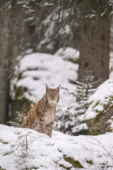 Eurasian lynx (Lynx lynx) sitting in a forest in winter, snow, Bavaria, Germany