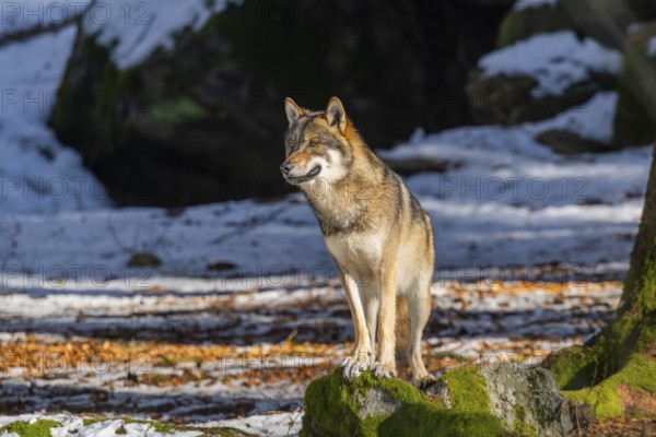 European gray wolf (Canis lupus lupus) standing in a forest in winter, snow, Bavaria, Germany