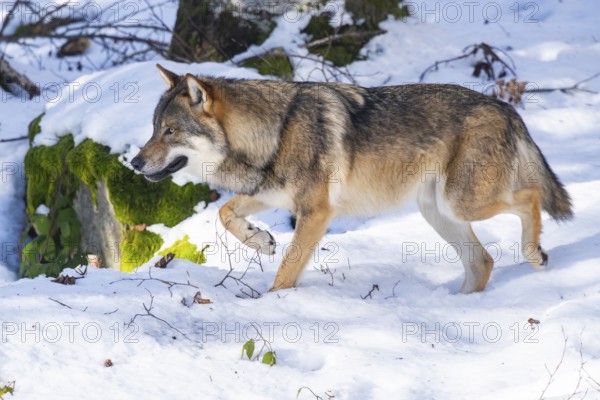European gray wolf (Canis lupus lupus) walking in a forest in winter, snow, Bavaria, Germany