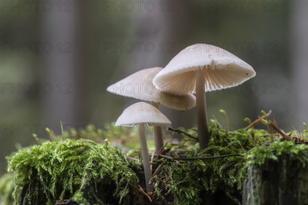 Helmlinge (Mycena), Emsland, Lower Saxony, Germany