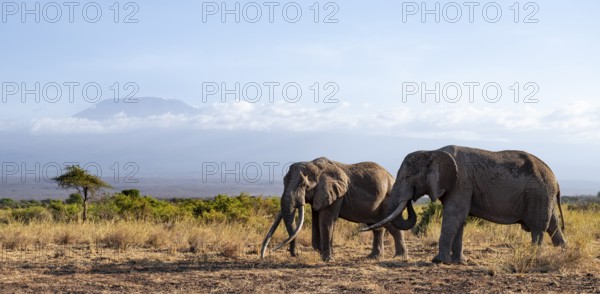 Two African elephants (Loxodonta africana) in a picturesque landscape with the summit of Mount Kilimanjaro, the famous Super Tusker elephant Craig and Pascal, old male with long tusks, in atmospheric evening light, Kajiado County, Kenya