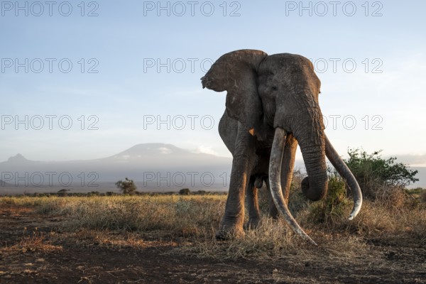African elephant (Loxodonta africana), the famous Super Tusker elephant Craig, old male with long tusks, in picturesque landscape with the summit of Mount Kilimanjaro, in atmospheric evening light, Kajiado County, Kenya