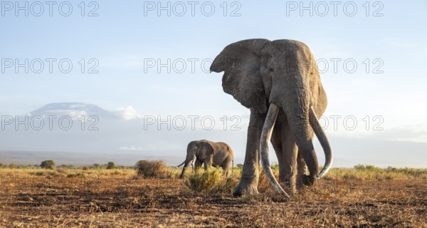 Two African elephants (Loxodonta africana) in a picturesque landscape with the summit of Mount Kilimanjaro, the famous Super Tusker elephant Craig with his friend Pascal, old male with long tusks, in the evening light, Kajiado County, Kenya