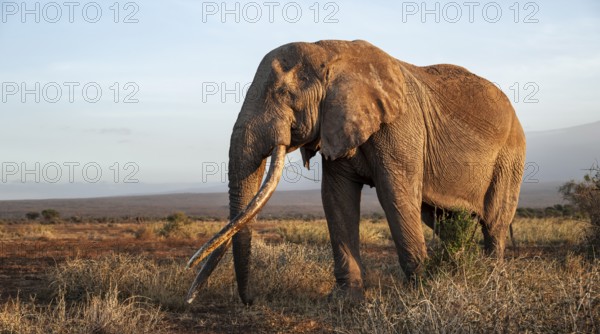 African elephant (Loxodonta africana) in picturesque landscape with the summit of Mount Kilimanjaro, the famous Super Tusker elephant Craig, old male with long tusks, in the evening light, Kajiado County, Kenya