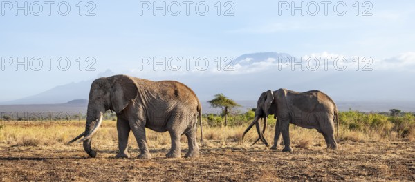 Two African elephants (Loxodonta africana) in a picturesque savanna landscape with the summit of Mount Kilimanjaro, the famous Super Tusker elephant Craig with his friend Pascal, old male with long tusks, in the evening light, Kajiado County, Kenya