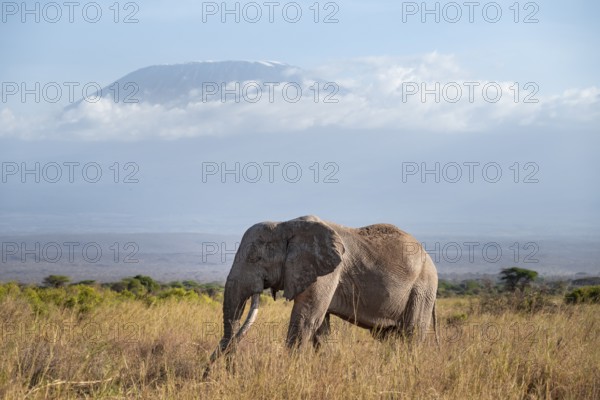 African elephant (Loxodonta africana) in picturesque savanna landscape with the summit of Mount Kilimanjaro, the famous Super Tusker elephant Craig, old male with long tusks, in the evening light, Kajiado County, Kenya