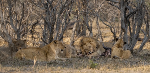 Lion (Panthera Leo) with kill, pack eats captured buffalo, adult male with prey, Moremi Game Reserve, Botswana