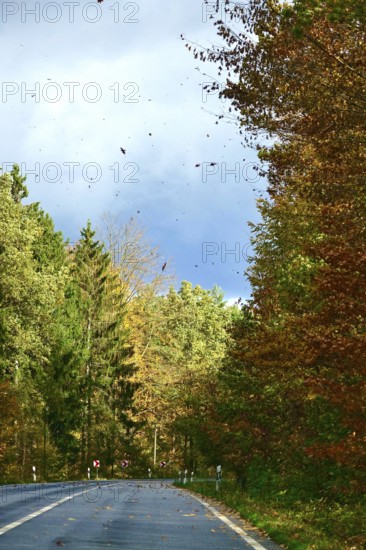 Car Road in autumn, autumn leaves, Germany