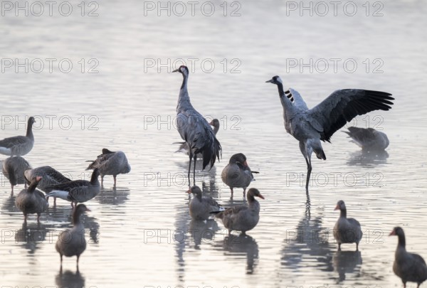 Cranes (Grus grus), cranes and gray geese (Anser anser) stand in the shallow water zone of a lake, haze, fog, Lower Saxony, Germany