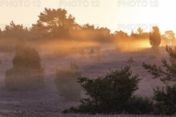 Golden sunbeams over the blooming Lüneburger Heide near Niederhaverbeck