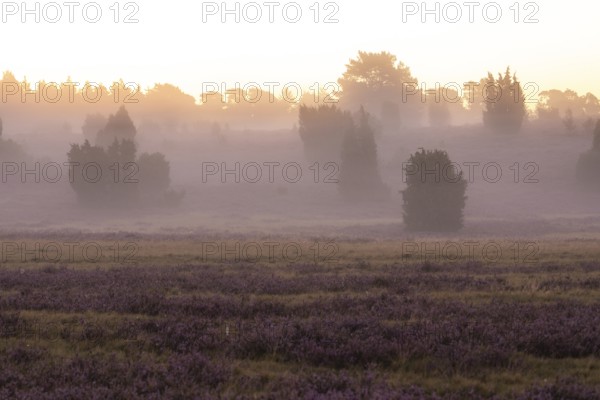 Enchanting morning atmosphere in August with fog in the blooming Lüneburger Heide near Niederhaverbeck